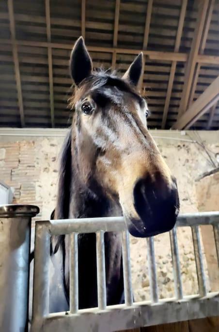 Gite Au Haras D'Agathe Et Ses Princes Les Barils Εξωτερικό φωτογραφία