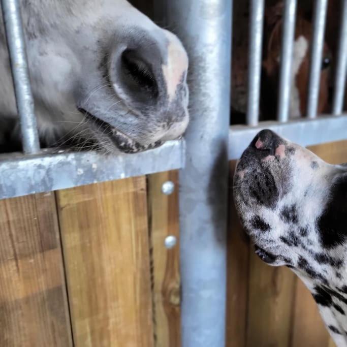 Gite Au Haras D'Agathe Et Ses Princes Les Barils Εξωτερικό φωτογραφία