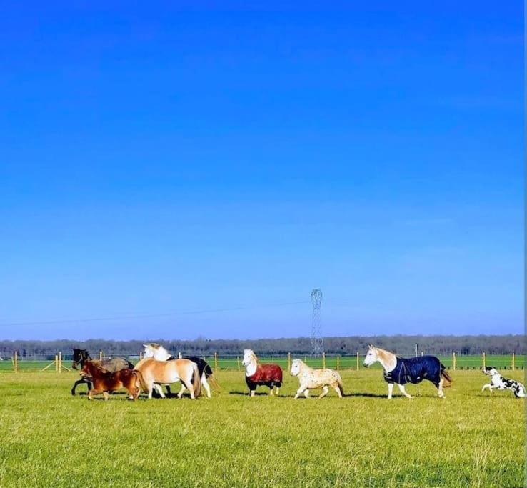 Gite Au Haras D'Agathe Et Ses Princes Les Barils Εξωτερικό φωτογραφία